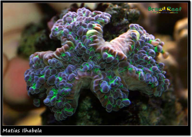 Coral diferente, frog?? - Brasil Reef - Fórum de Aquário