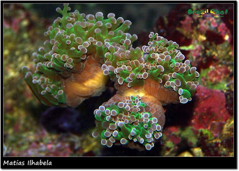 Coral diferente, frog?? - Brasil Reef - Fórum de Aquário