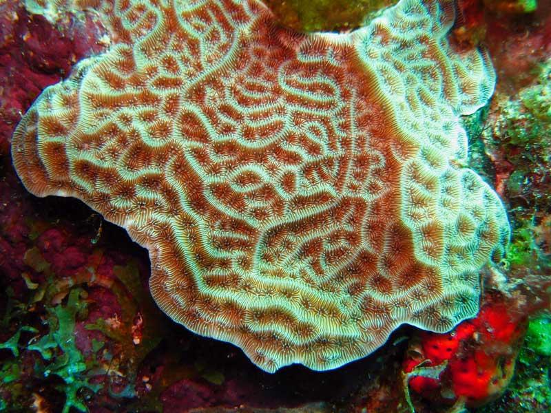 Agaricia agaricites reef coral underwater Abrolhos, Bahia, Brazil