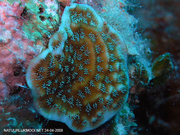 Agaricia agaricites reef coral underwater Abrolhos, Bahia, Brazil