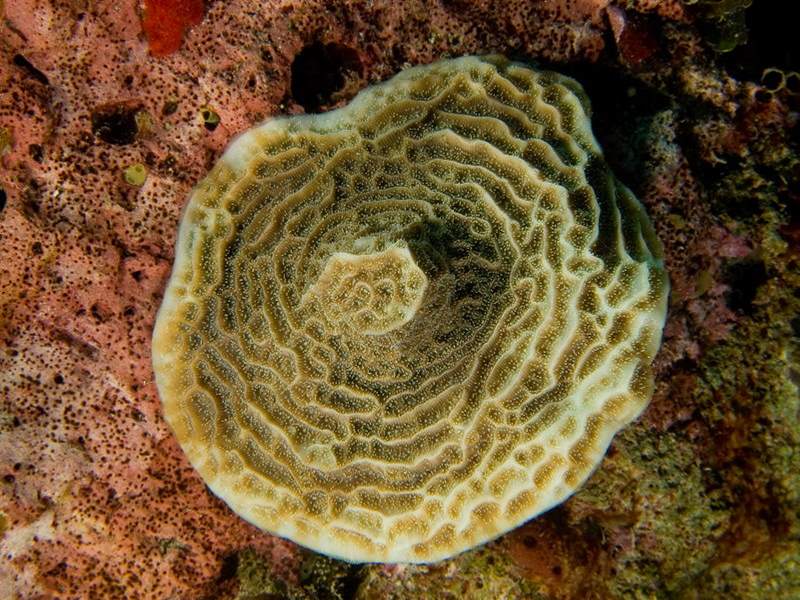 Agaricia agaricites reef coral underwater Abrolhos, Bahia, Brazil